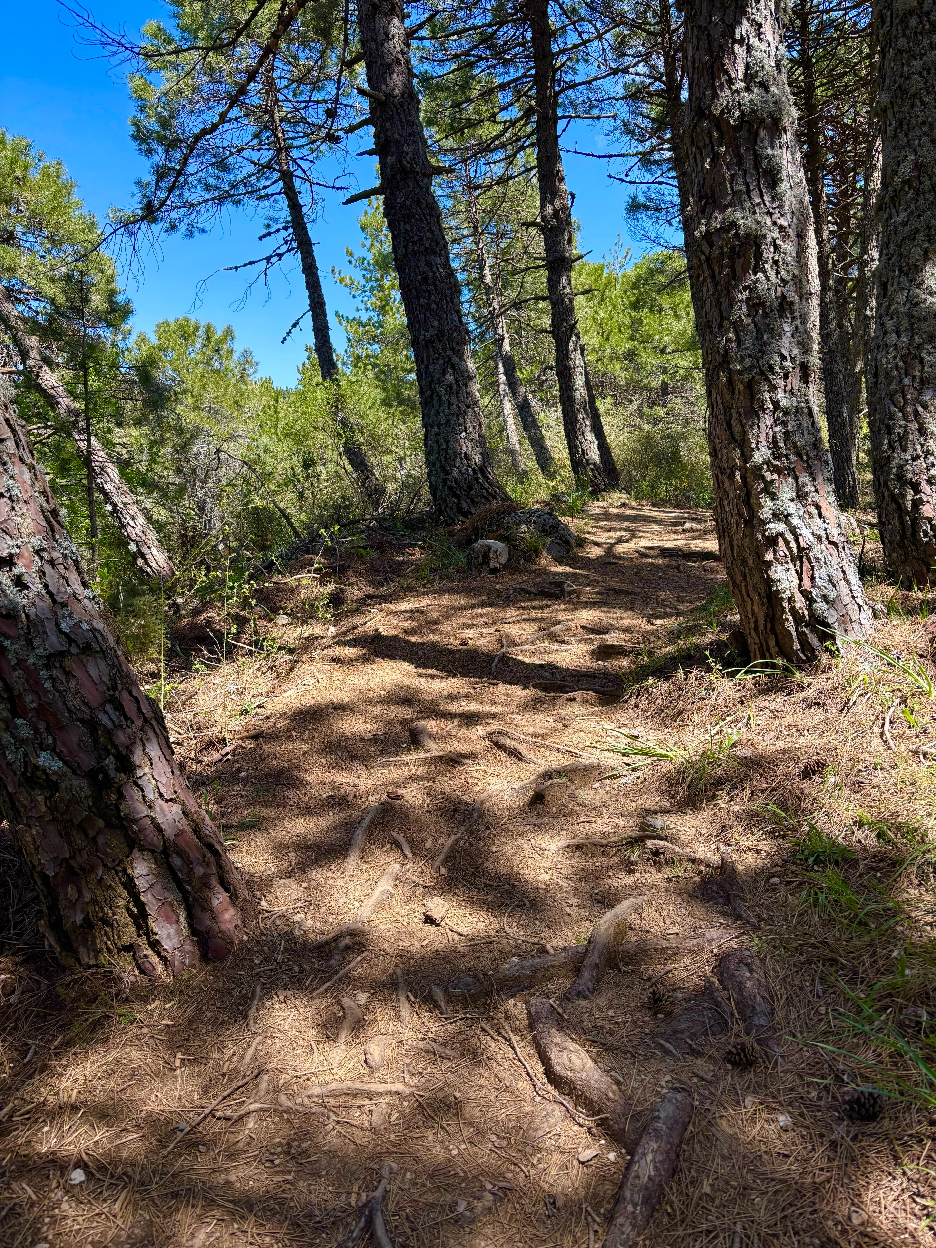 el camino de Sierra de las Nieves, Málaga, Andalucía