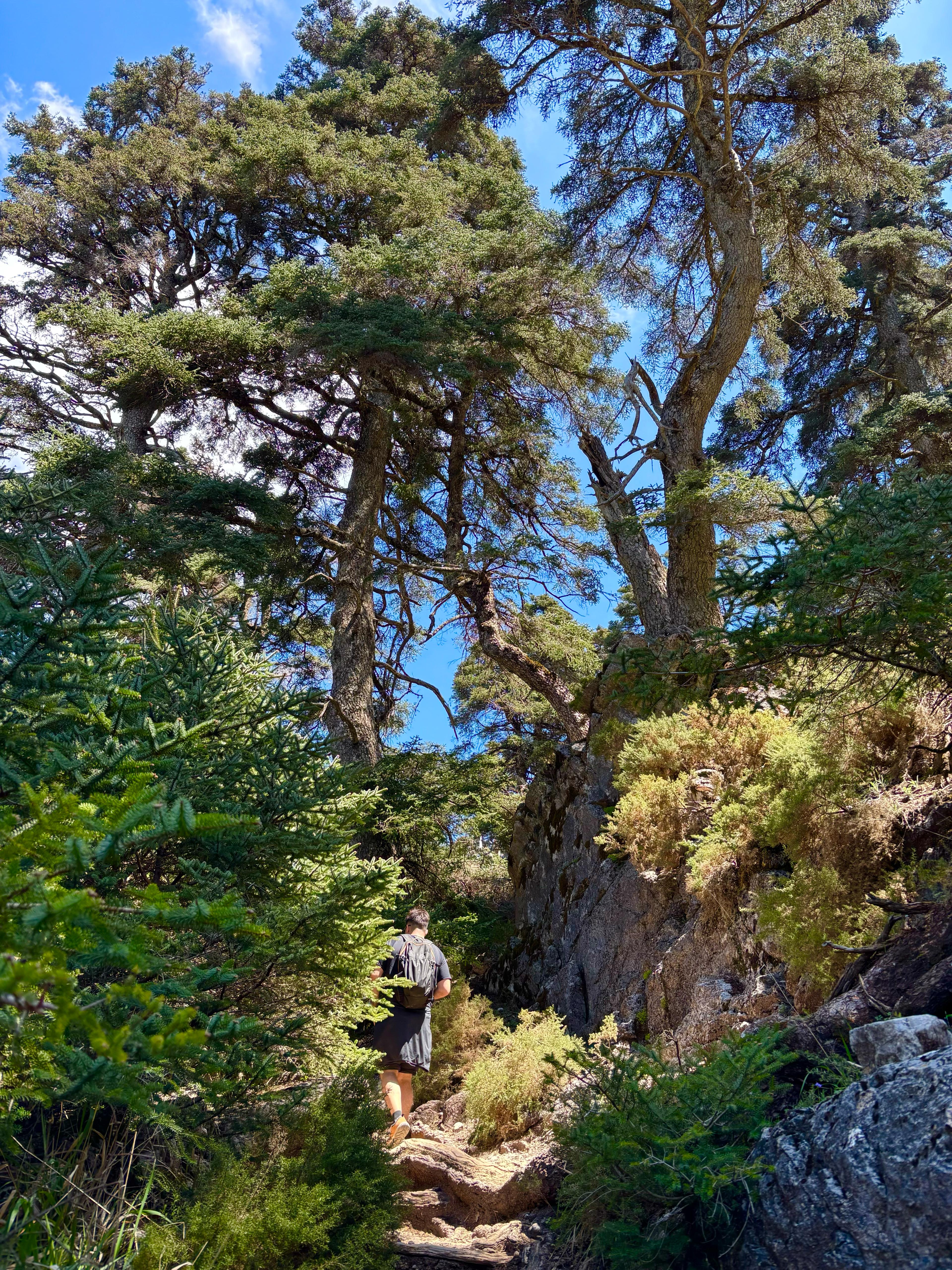 los árboles de Sierra de las Nieves, Málaga, Andalucía