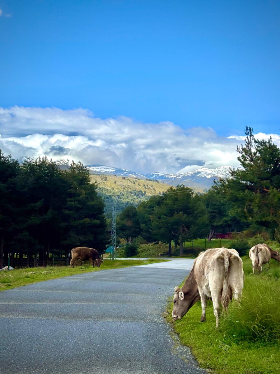 krowy w Sierra de Gredos, wędrowiska, ROZMÓWiska, język hiszpański, hiszpański online, kultura hiszpańska