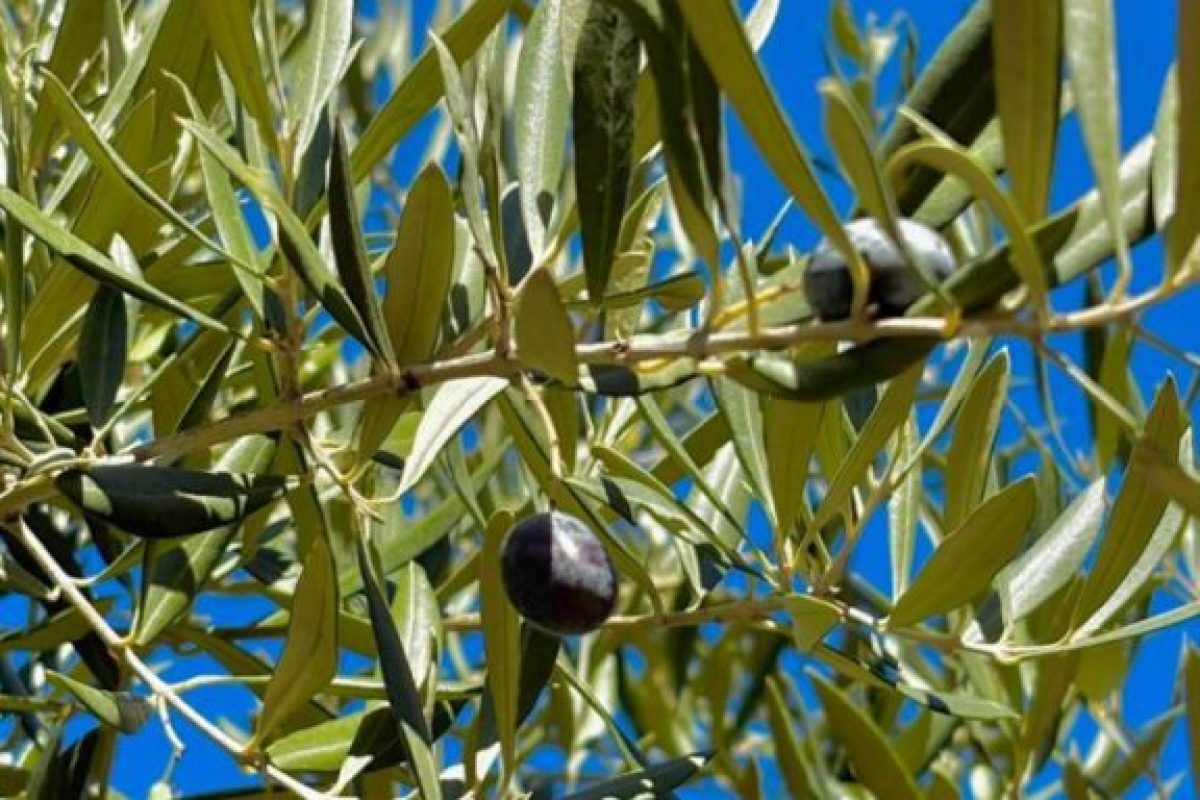 aceitunaJaen-675x1200
